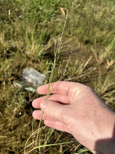 Diplachne fusca observed 2026-10-19