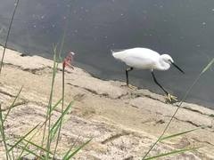 Egretta garzetta