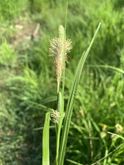 Carex squarrosa