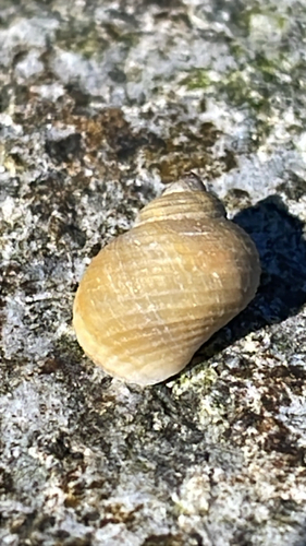 Littorina saxatilis, 2026-10-19