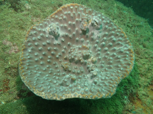 Turbinaria observed 2026-10-18