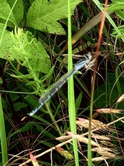 Enallagma exsulans