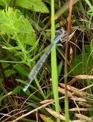 Enallagma exsulans