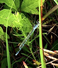 Enallagma exsulans