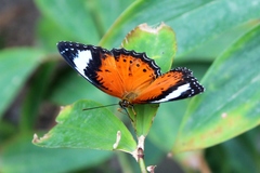 Cethosia penthesilea