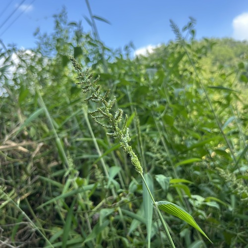 Setaria barbata observed 2026-10-19