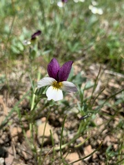 Viola hallii