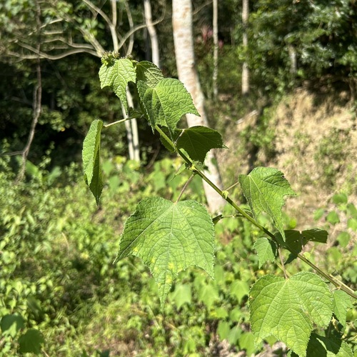Triumfetta rhomboidea observed 2026-10-19