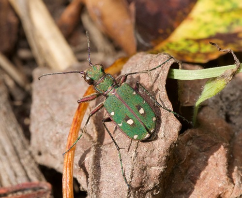Green Tiger Beetle
