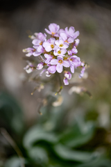 Phoenicaulis cheiranthoides
