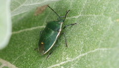 Chlorochroa granulosa