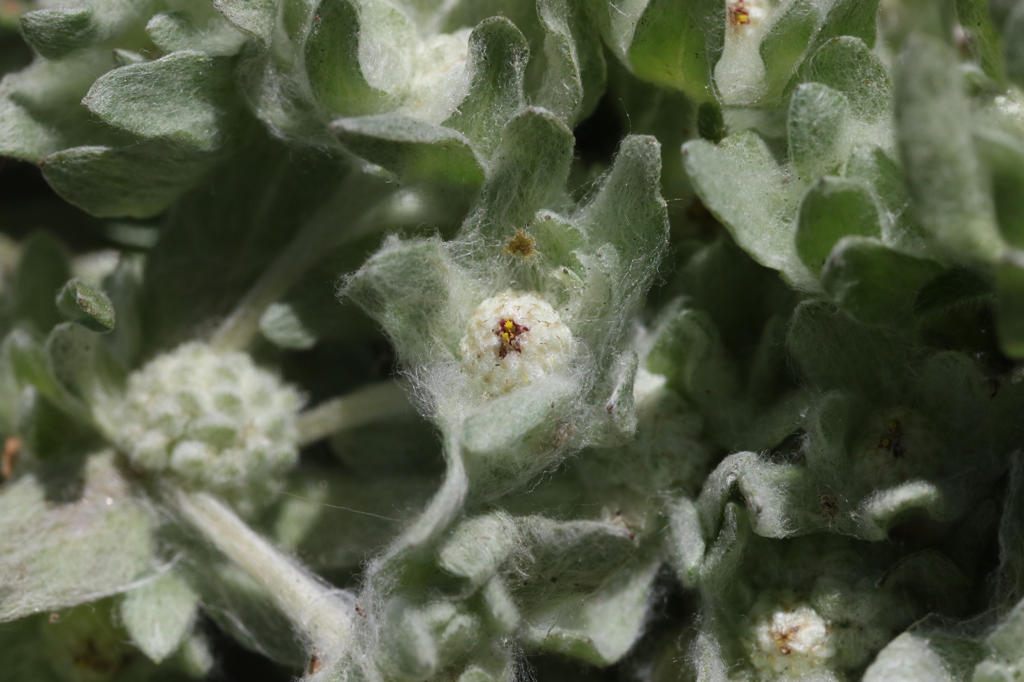 Psilocarphus brevissimus var. brevissimus