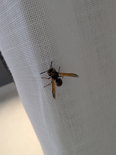 Pachodynerus nasidens observed 2026-10-19