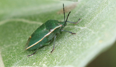 Chlorochroa granulosa