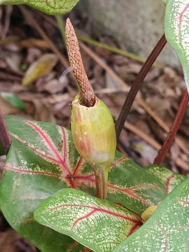 Caladium bicolor observed 2026-10-19