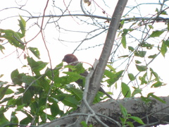 Haemorhous mexicanus