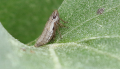 Bathysmatophorinae