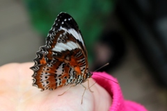 Cethosia penthesilea