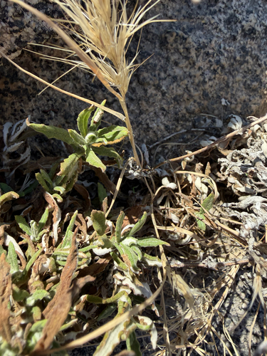 Pseudognaphalium biolettii, 2026-10-19