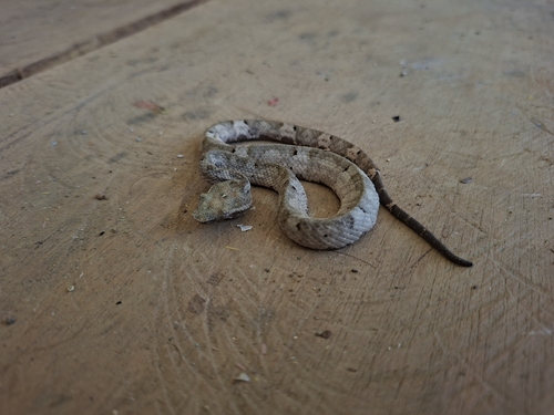 Craspedocephalus puniceus, 2026-10-14