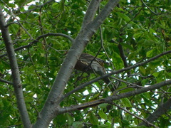 Haemorhous mexicanus