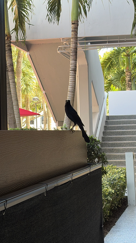 Boat-tailed Grackle