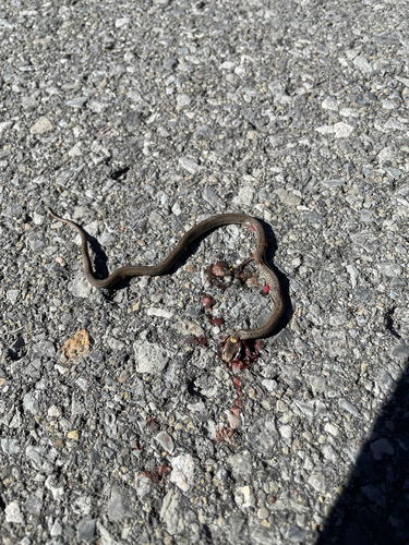Northern Redbelly Snake
