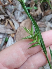 Carex lonchocarpa