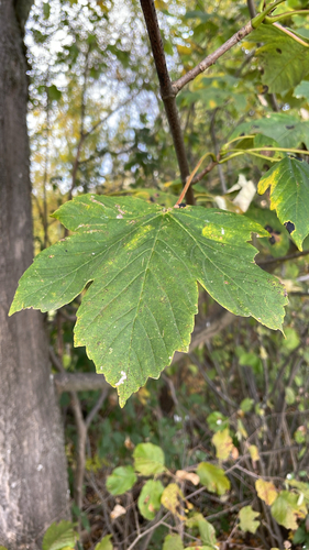 sycamore maple