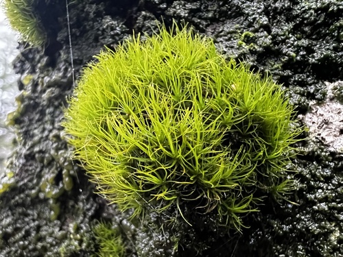 Dicranum viride observed 2026-10-19