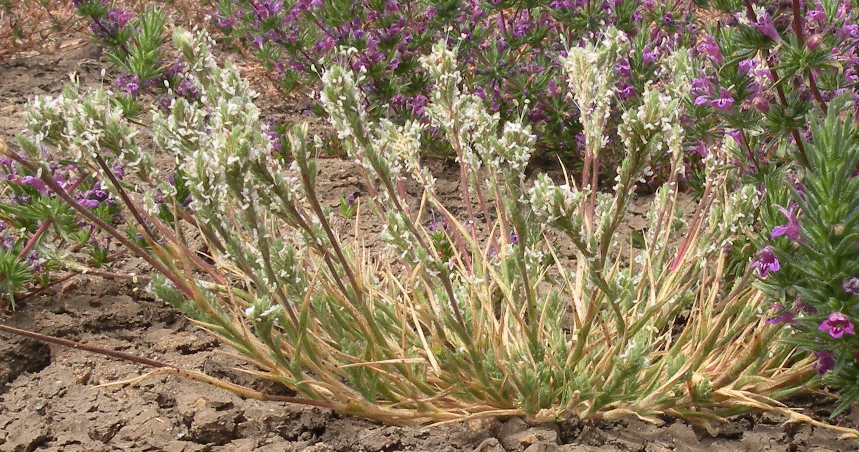 Orcuttia californica