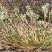 Orcuttia californica - Photo (c) Pacific Southwest Region USFWS, alguns direitos reservados (CC BY)