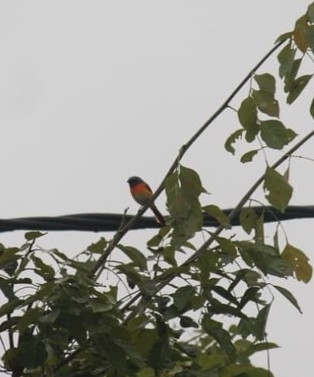 Pericrocotus cinnamomeus observed 2026-10-18