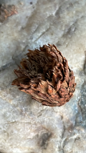 Oak Artichoke Gall Wasp