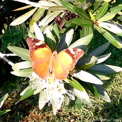 Doleschallia bisaltide