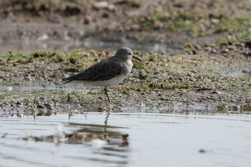 iNaturalist image