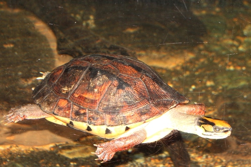 Chinese Three-striped Box Turtle (Cuora trifasciata) · iNaturalist