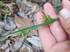 Carex lonchocarpa