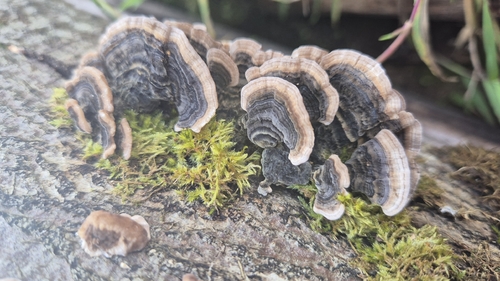 turkey-tail