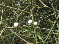 Melicytus flexuosus