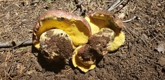 Butyriboletus primiregius