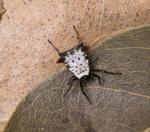 Micrathena saccata