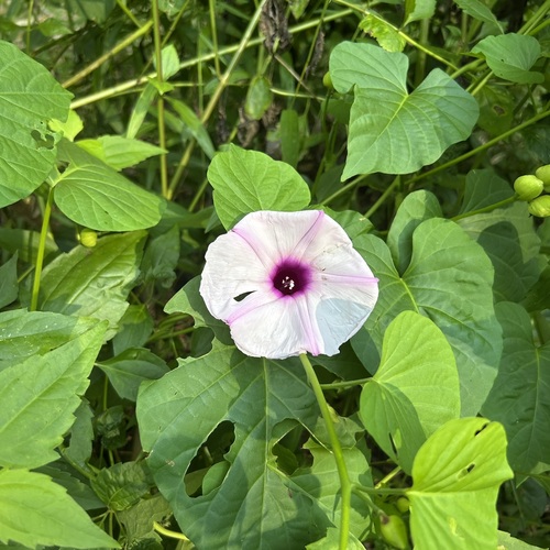 Stictocardia tiliifolia observed 2026-10-19