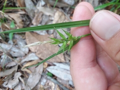 Carex lonchocarpa
