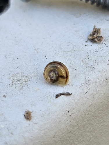 Valvata tricarinata observed 2026-10-19