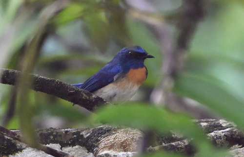 Cyornis turcosus observed 2026-10-03