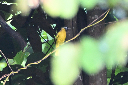 Pycnonotus atriceps observed 2026-10-03