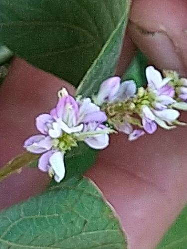 Polhillides velutina observed 2026-10-19