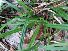 Carex lonchocarpa
