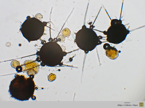 Phyllactinia guttata observed 2026-10-19